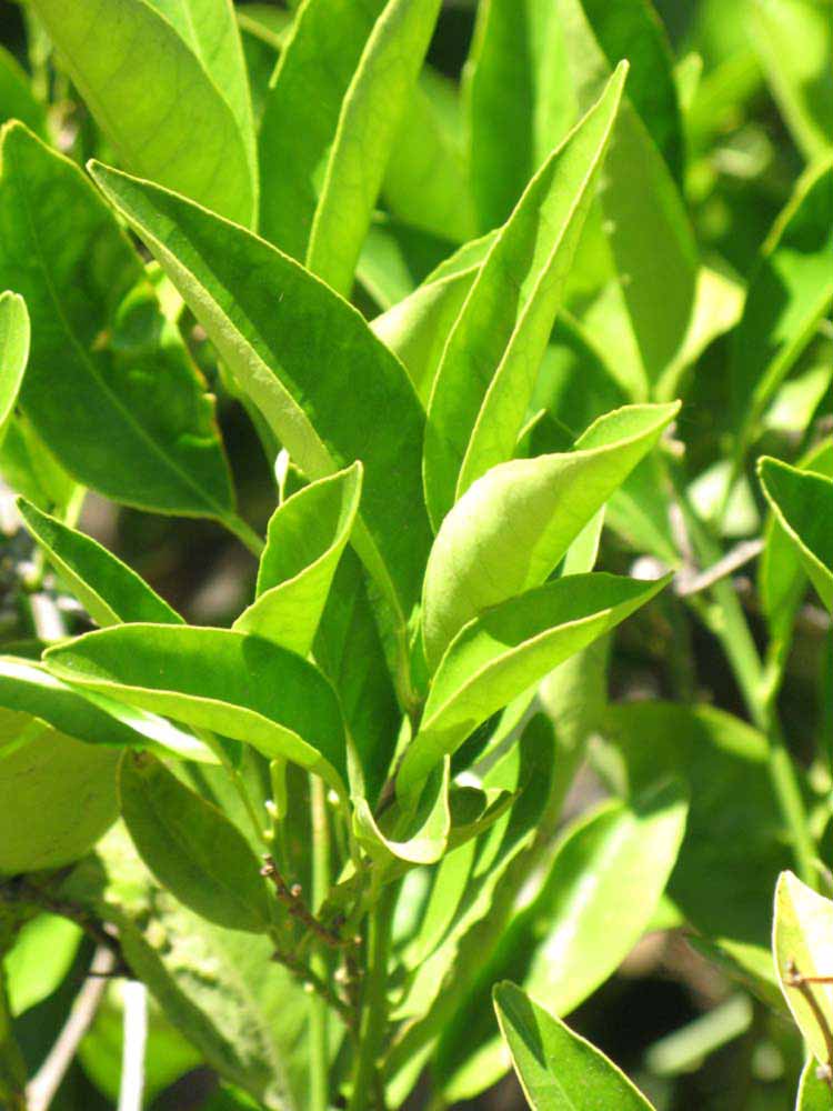              Sun leaves (Riverside, CA)       